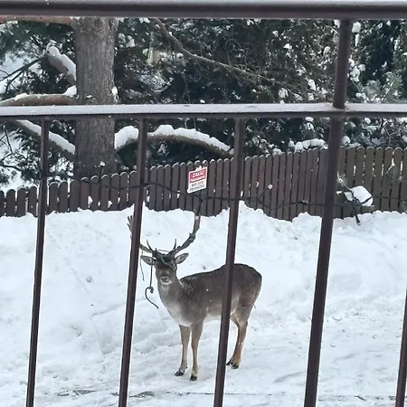 Goral Krynica Zdroj