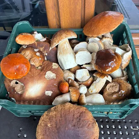 Goral Lägenhet *